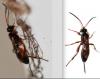 Cryptinae inconnu